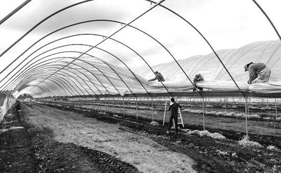 Galey Farms Hoop House